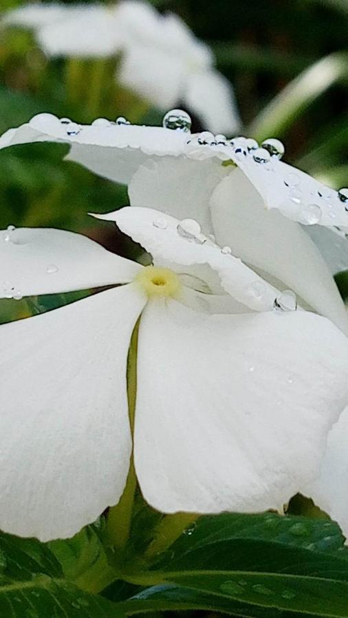 Vila Ti Coin De Paradis Ylang Ylang Le Diamant Exteriér fotografie