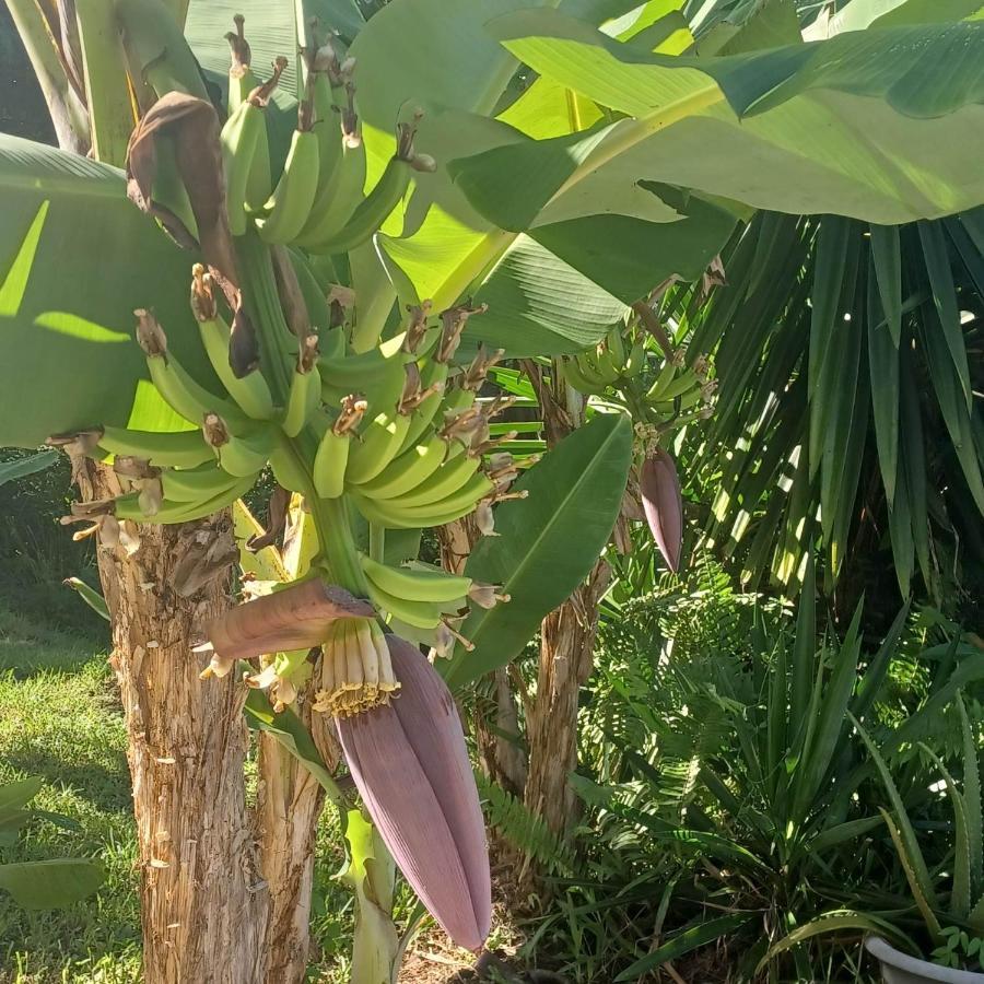 Vila Ti Coin De Paradis Ylang Ylang Le Diamant Exteriér fotografie